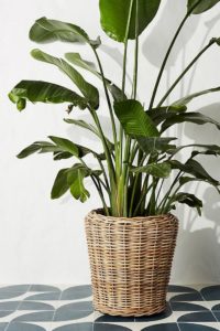 Anthropologie Planter