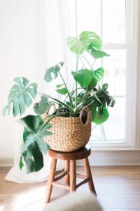 Monstera